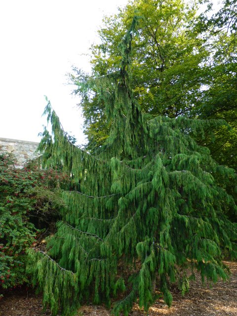 Chamaecyparis nootkatensis 'Pendula'